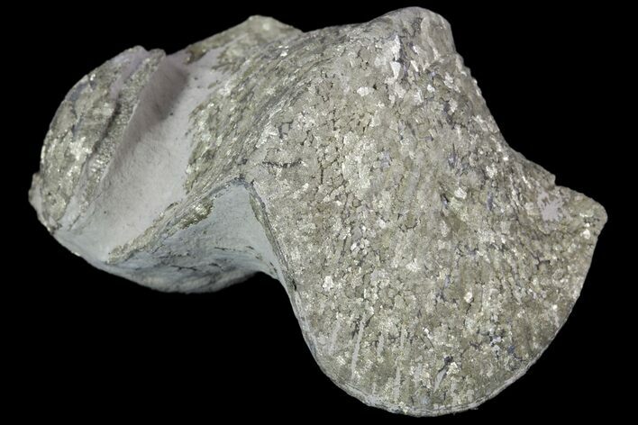 Pyrite Replaced Brachiopod (Paraspirifer) - Ohio #89738